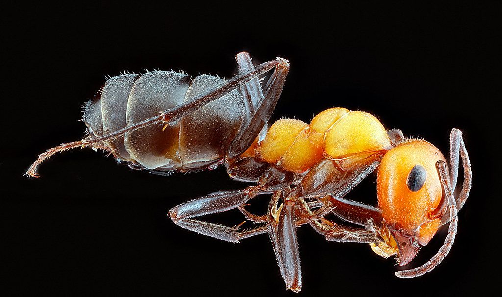 Ant Control service in Moreno Valley, CA