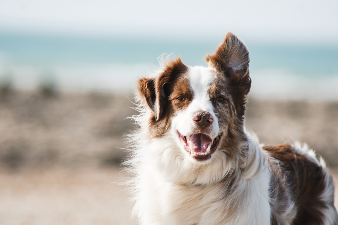 Flea & Tick Control service in Moreno Valley, CA