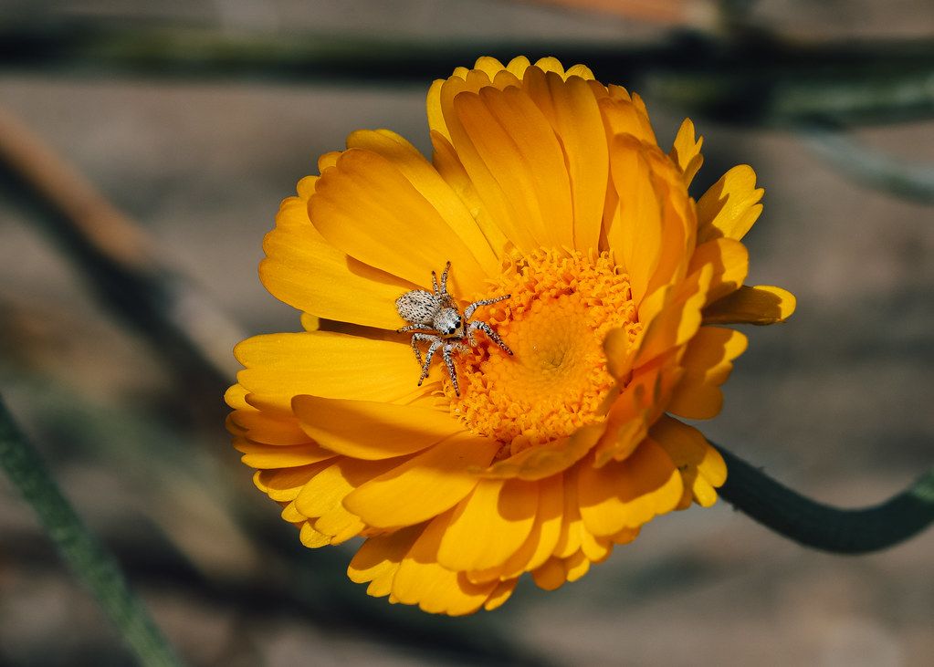 Spider Control service in Moreno Valley, CA